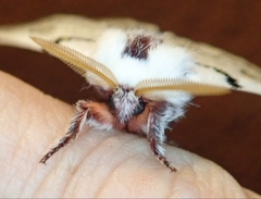 Hemileuca neumoegeni