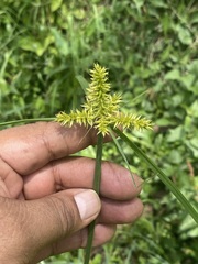 Cyperus strigosus