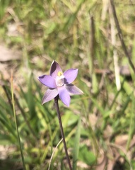 Thelymitra pauciflora