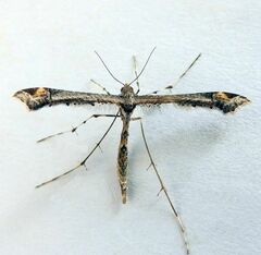 Anstenoptilia marmarodactyla