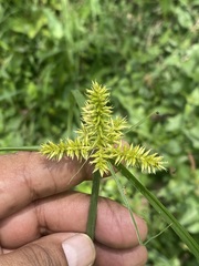 Cyperus strigosus
