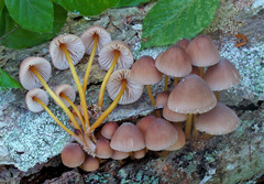 Mycena renati