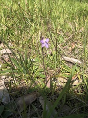 Thelymitra pauciflora