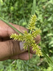Cyperus strigosus