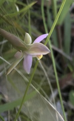 Thelymitra pauciflora