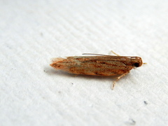 Ardozyga ceramica