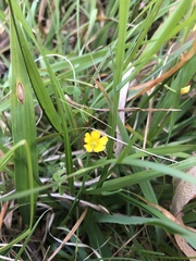 Oxalis exilis