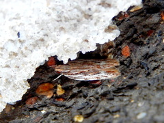 Ardozyga sisyraea