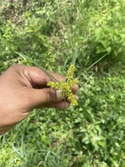 Cyperus strigosus