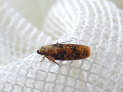 Ardozyga sodalisella