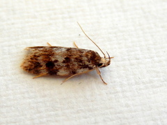 Barea eucapnodes