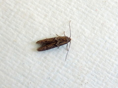Blastobasis tanyptera