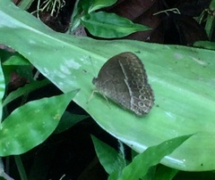 Mycalesis janardana