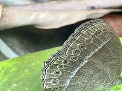 Mycalesis janardana