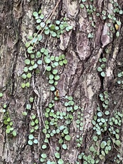 Lemmaphyllum microphyllum