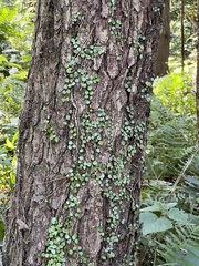 Lemmaphyllum microphyllum