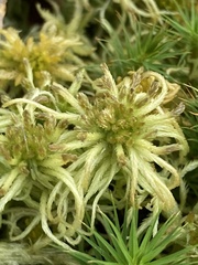 Sphagnum angustifolium