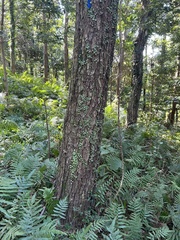Lemmaphyllum microphyllum