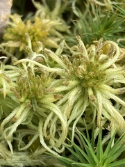 Sphagnum angustifolium