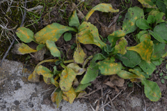 Puccinia