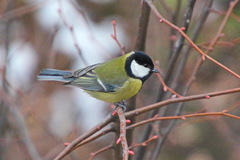 Parus major