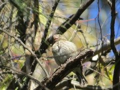 Sicalis flaveola