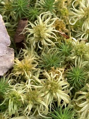Sphagnum angustifolium