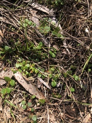 Gonocarpus micranthus