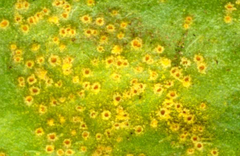 Puccinia