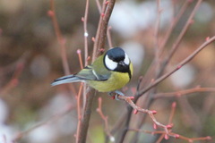 Parus major