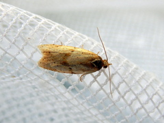 Clepsis divulsana