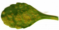 Puccinia