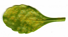 Puccinia