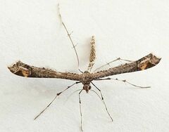 Anstenoptilia marmarodactyla