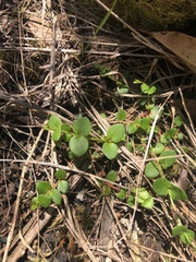 Gonocarpus micranthus