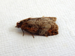 Cryptoptila australana
