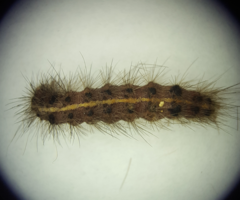 Spilarctia subcarnea