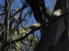 Sicalis flaveola