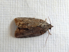 Etanna clopaea