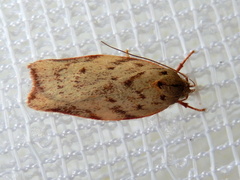 Euchaetis inceptella