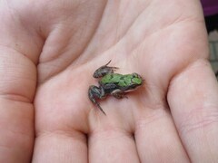 Cacosternum boettgeri
