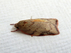 Euchaetis inceptella