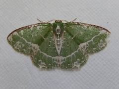 Eucyclodes insperata