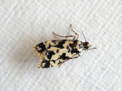 Eudonia aphrodes