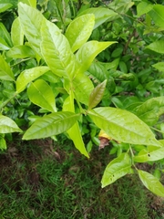 Citrus × taitensis