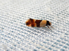 Euphiltra eroticella
