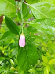 Citrus × taitensis
