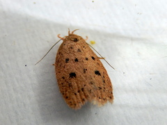 Garrha atripunctatella