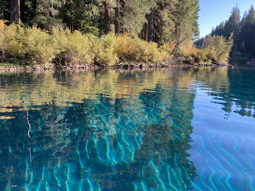 stiff water crowfoot photographed in Oregon