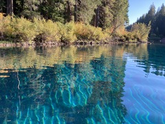 Ranunculus subrigidus